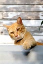 Orange cat 13 Royalty Free Stock Photo