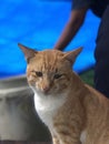 orange cat garden guard chili background Royalty Free Stock Photo