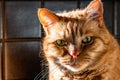 Orange cat with green eyes looking at the camera; bright light coming from the left side Royalty Free Stock Photo