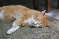 Orange cat lay down and sleep on a stone. Thai cat so lovely.