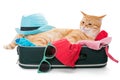 Orange cat lay on a suitcase Royalty Free Stock Photo