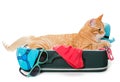 Orange cat lay on a suitcase Royalty Free Stock Photo