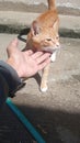 orange cat leering while basking in the sun Royalty Free Stock Photo