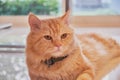 A orange cat looking some thing else with soft blur background Royalty Free Stock Photo