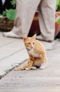 Orange cat is looking something to drink in the morning Royalty Free Stock Photo