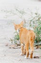 Orange cat is looking something to eat in the morning Royalty Free Stock Photo