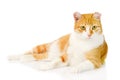 Orange cat lying in front. on white background Royalty Free Stock Photo