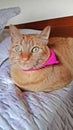 Orange cat lying on the pink bed