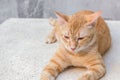 Orange cat lying sideways looking ahead, Portrait cat ginger Royalty Free Stock Photo