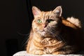 Orange cat mixed breed; half Persian with green eyes illuminated by bright sun; dark background Royalty Free Stock Photo