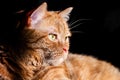 Orange cat mixed breed; half Persian illuminated by bright sun; dark background Royalty Free Stock Photo