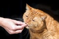 Orange cat mixed breed; half Persian taking a piece of kibble from a hand; dark background Royalty Free Stock Photo