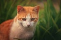 Orange cat in the nature
