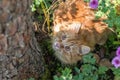 Orange cat outdoor in nature in green grass and flowers in garden Royalty Free Stock Photo