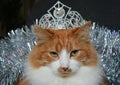 Cat pet with silver crown Christmas tinsel background Royalty Free Stock Photo