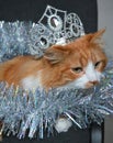 Cat pet with silver crown Christmas tinsel background Royalty Free Stock Photo