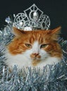 Cat pet with silver crown Christmas tinsel background Royalty Free Stock Photo
