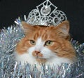 Cat pet with silver crown Christmas tinsel background Royalty Free Stock Photo