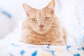 Orange cat portrait with smooth light and background. Royalty Free Stock Photo