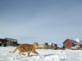 Orange cat on the prowl at Old farm on snow Royalty Free Stock Photo