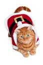 An orange cat in a red and white Santa outfit