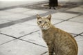 Orange cat resting street