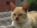 Orange cat on a roof Royalty Free Stock Photo