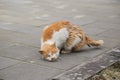 Orange cat scratching fleas Royalty Free Stock Photo