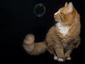 An orange cat with a single soap bubble Royalty Free Stock Photo