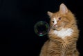 An orange cat with a single soap bubble Royalty Free Stock Photo