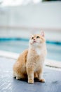 orange cat is sitting by the pool at my house. Real cat lover concept