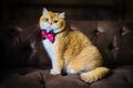 Orange cat sitting on a sofa Royalty Free Stock Photo