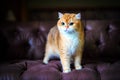 Orange cat sitting on a sofa Royalty Free Stock Photo