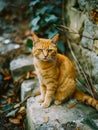 An orange cat sitting on a stone wall Royalty Free Stock Photo