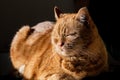 Orange cat sitting in the sun; dark background Royalty Free Stock Photo