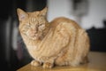 Orange cat sitting on the table and looking cranky away. Royalty Free Stock Photo