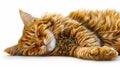 An orange cat sleeping on its back Royalty Free Stock Photo