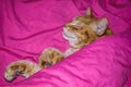 orange cat sleeping peacefully under bright pink sheets