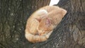 An orange cat sleeping on a tree Royalty Free Stock Photo