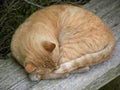 An orange cat sleeping rolled on a wood bench Royalty Free Stock Photo