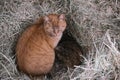 Orange barn cat in coastal hay on farm Royalty Free Stock Photo