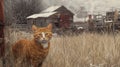 Orange Cat in Snowy Rural Landscape Royalty Free Stock Photo