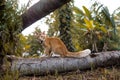 Orange cat, sometimes its wild, and another time its tame. Maybe because he born in the natural environment at the village.