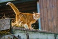 Orange cat standing on a carriage Royalty Free Stock Photo