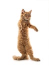 Orange cat standing on its hind legs isolated on a white Royalty Free Stock Photo