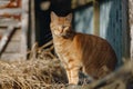 an orange cat standing on a pile of straw in front of a barn Royalty Free Stock Photo