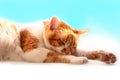 Orange cat sweetly sleeps Royalty Free Stock Photo