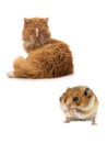 Orange cat and syrian hamster isolated on white background Royalty Free Stock Photo