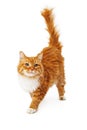 Orange cat walking Royalty Free Stock Photo