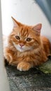 orange cat with a wary look Royalty Free Stock Photo